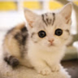 Meet your Posher, Neko